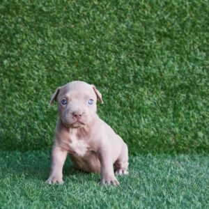 Asia American Pitbull Terrier