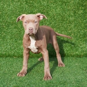 Atena American Pitbull Terrier