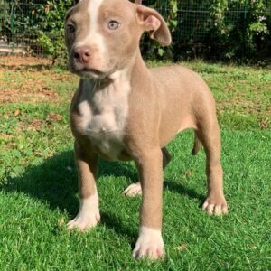 Bella American Pitbull Terrier