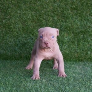 Blade American Pitbull Terrier