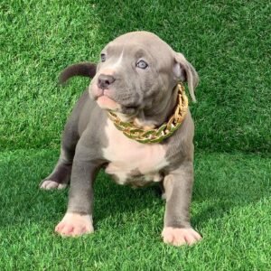 Buddy American Pitbull Terrier