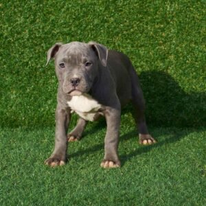 Cali American Pitbull Terrier