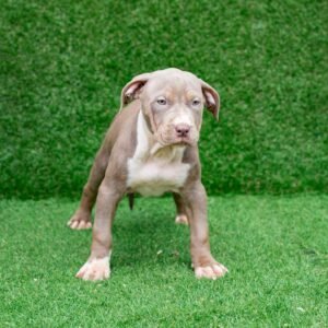 Clea American Pitbull Terrier