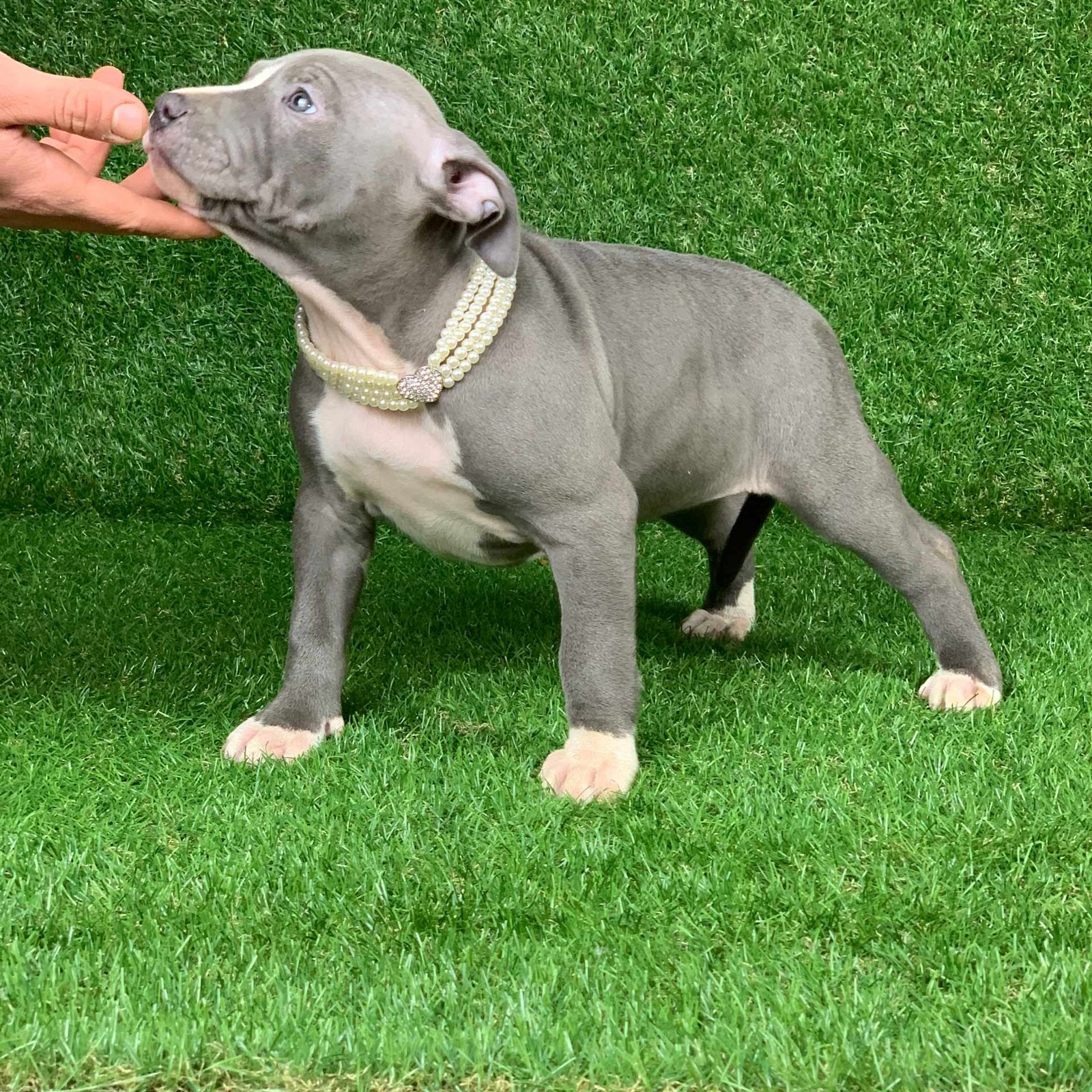 Daisy American Pitbull Terrier