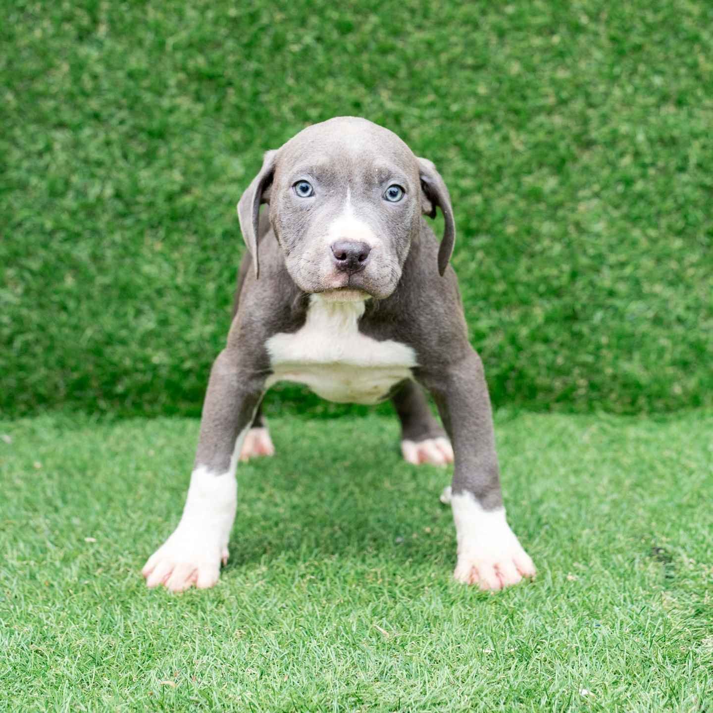Dako American Pitbull Terrier