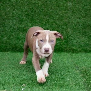 Dakota American Pitbull Terrier