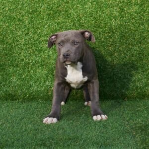 Eave American Pitbull Terrier