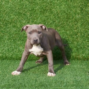 Eva American Pitbull Terrier