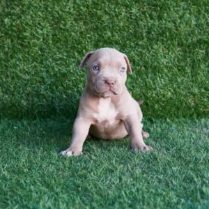 Frank American Pitbull Terrier