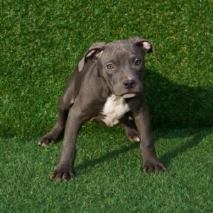 Gordon American Pitbull Terrier