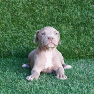 Gordon American Pitbull Terrier