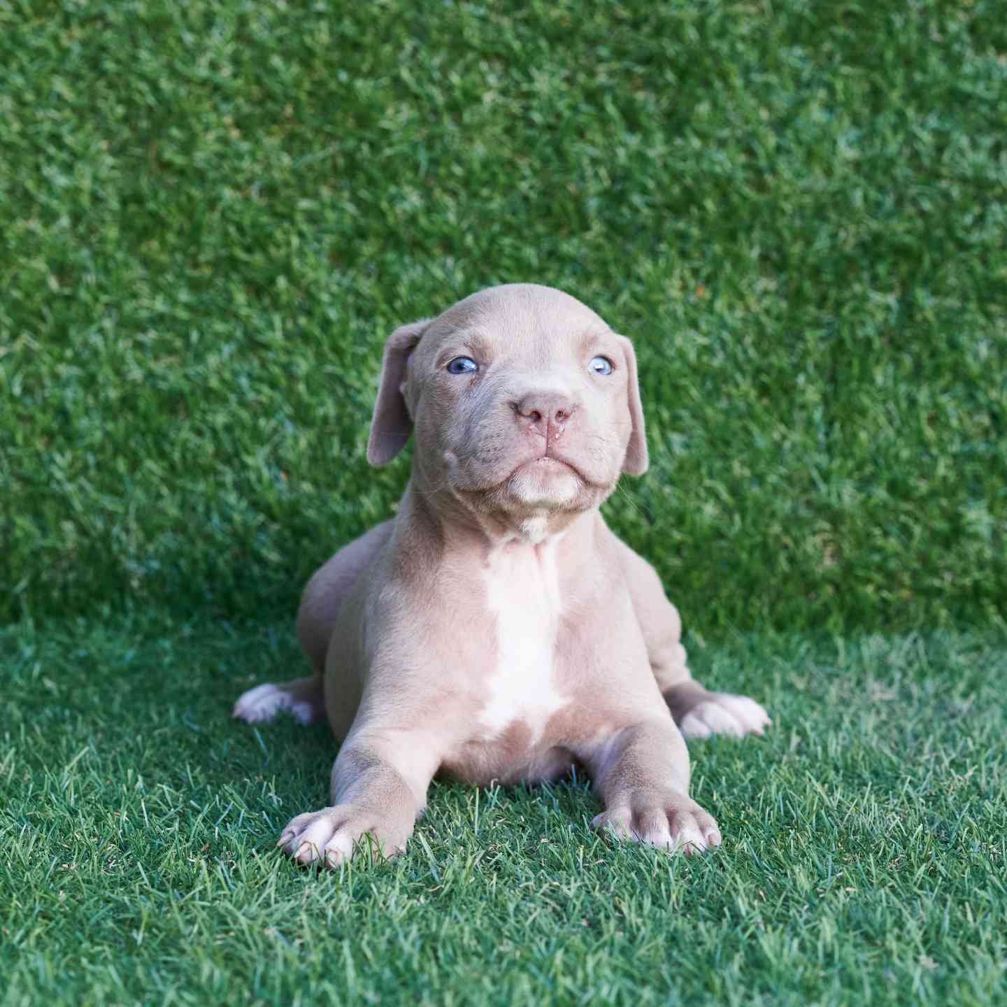 Gordon American Pitbull Terrier