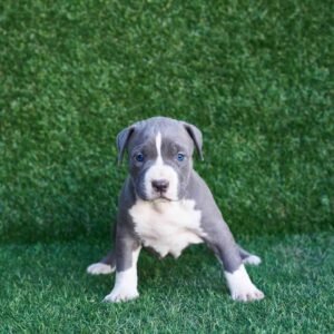 Holly American Pitbull Terrier