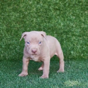 Iker American Pitbull Terrier