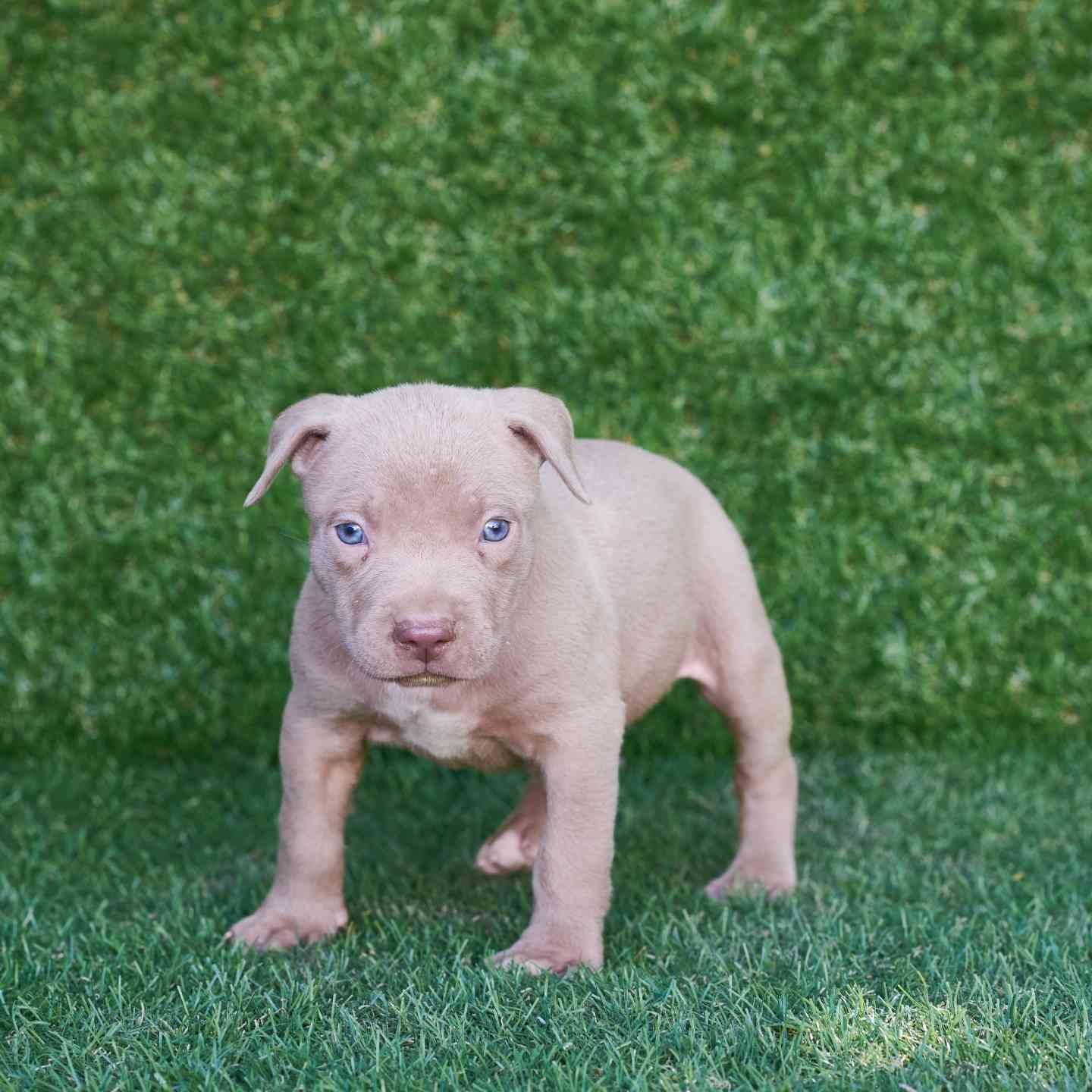 Iker American Pitbull Terrier