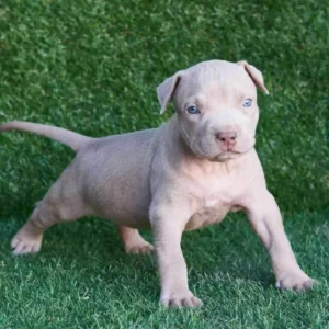 Jago American Pitbull Terrier