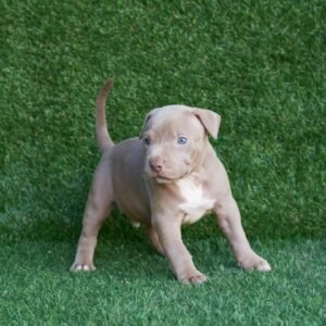 Jay American Pitbull Terrier