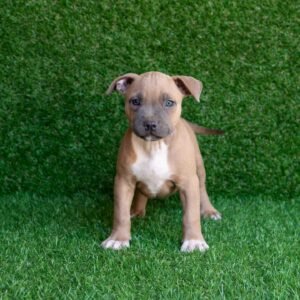 Joy American Pitbull Terrier