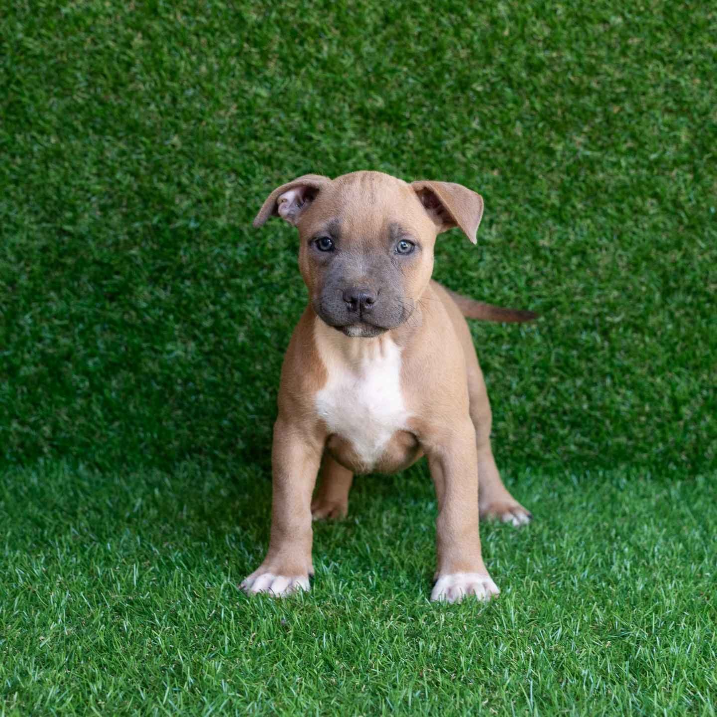 Joy American Pitbull Terrier