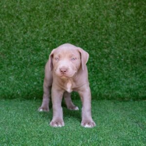 Kent Red Nose American Pitbull Terrier