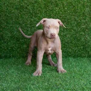 King American Pitbull Terrier