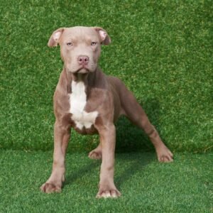 Kira American Pitbull Terrier