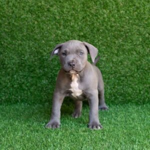 Kris American Pitbull Terrier