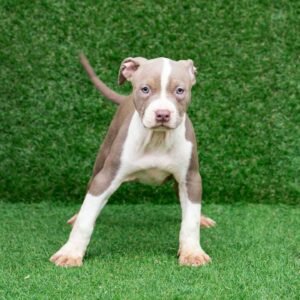 Kyra American Pitbull Terrier