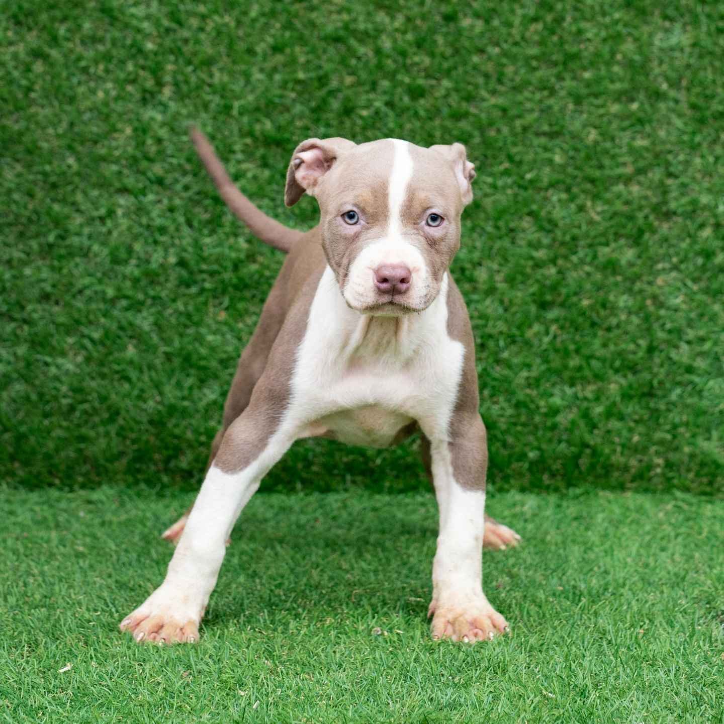 Kyra American Pitbull Terrier