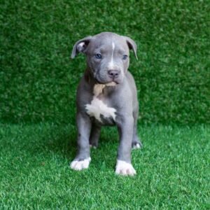 Leda American Pitbull Terrier