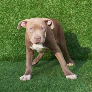 Lilly American Pitbull Terrier