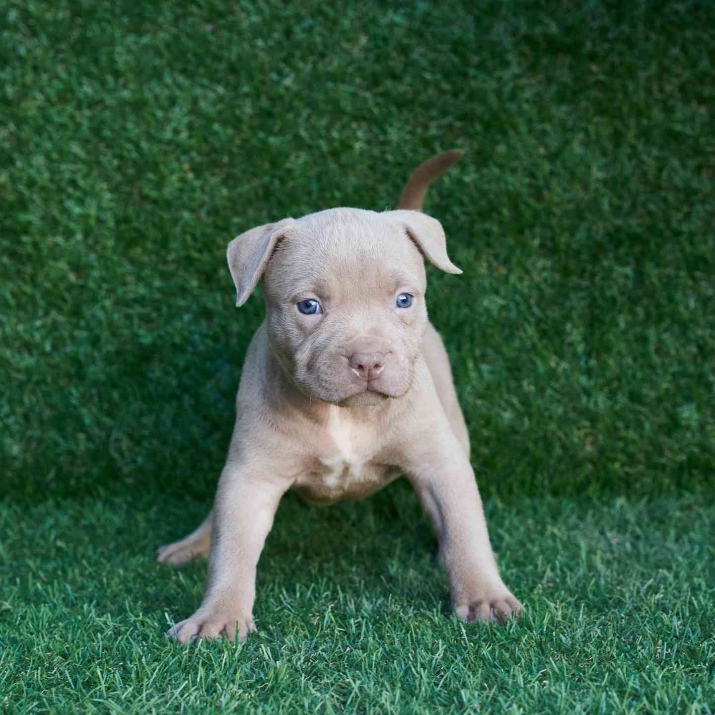 Lisa American Pitbull Terrier