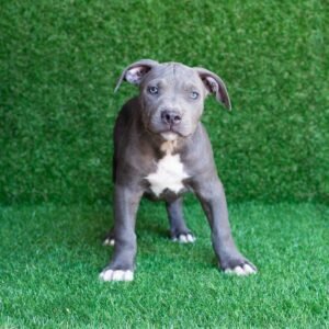 Lord American Pitbull Terrier