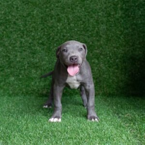 Lucky American Pitbull Terrier