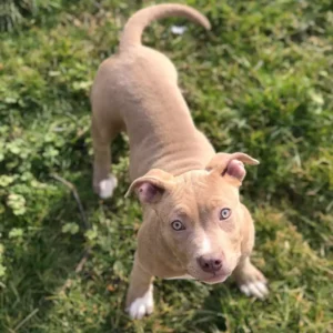 Lucy American Pitbull Terrier