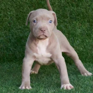 Luna American Pitbull Terrier