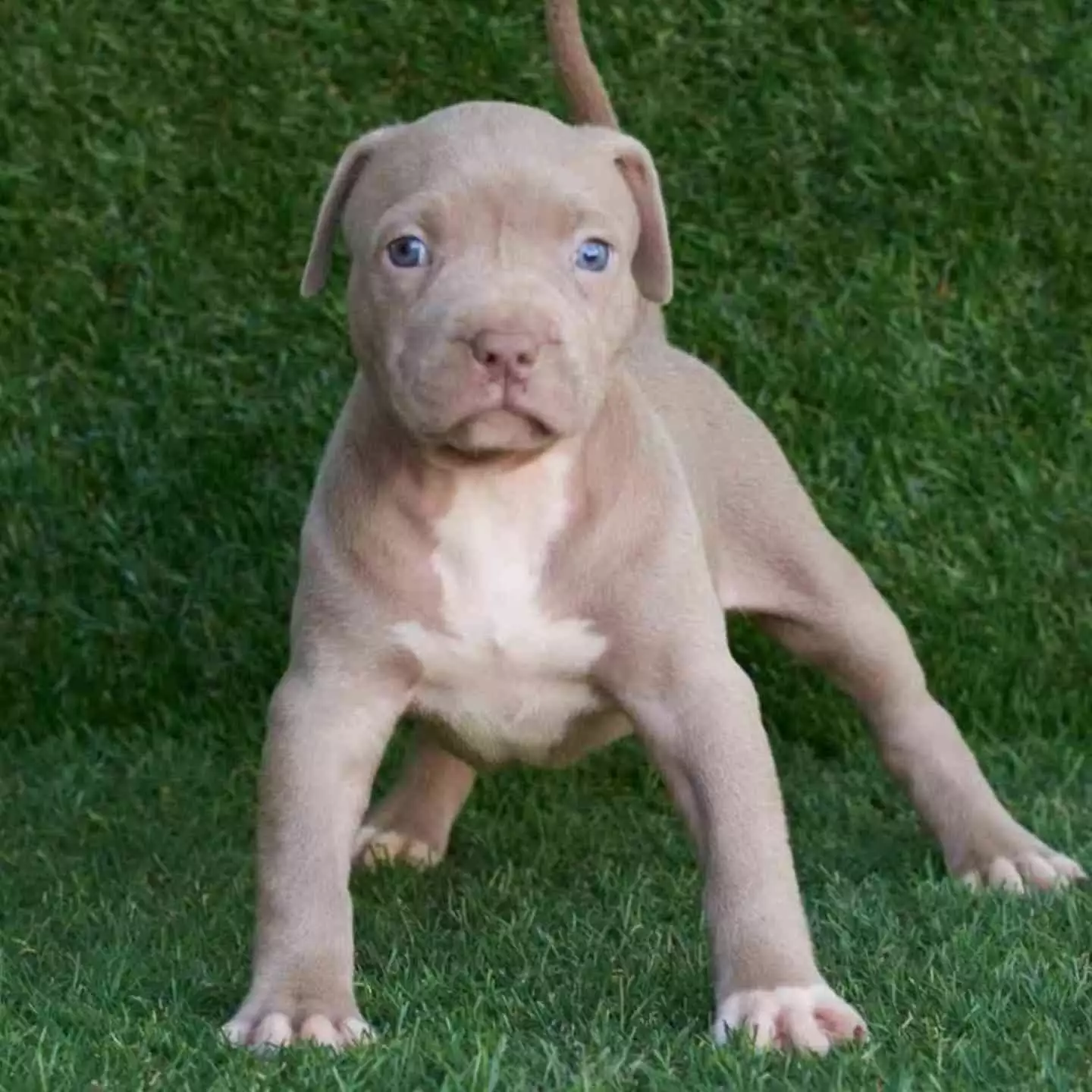 Luna American Pitbull Terrier
