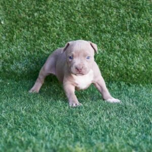 Mara American Pitbull Terrier