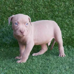 Mark American Pitbull Terrier