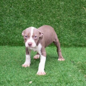 Mary American Pitbull Terrier