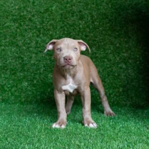 Maya American Pitbull Terrier