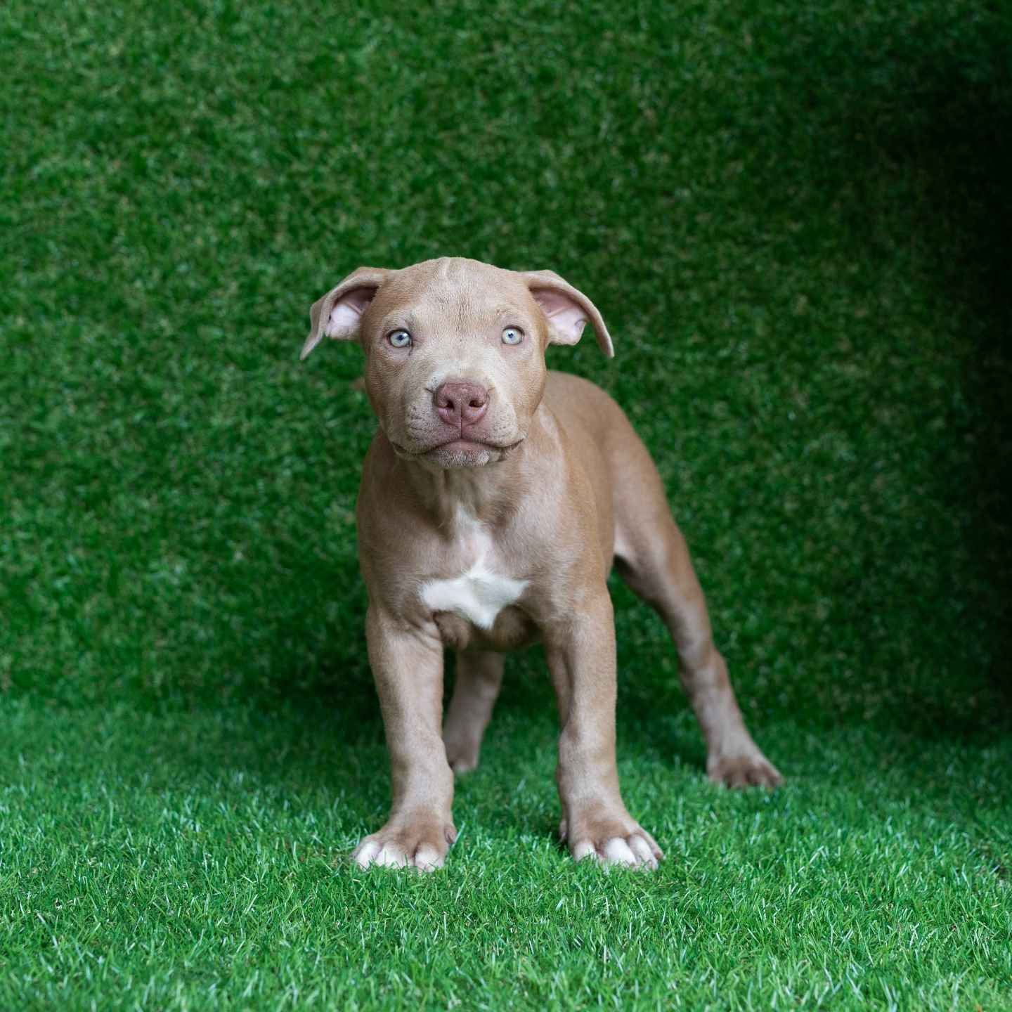 Maya American Pitbull Terrier