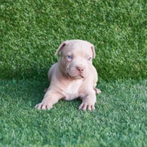 Milo American Pitbull Terrier