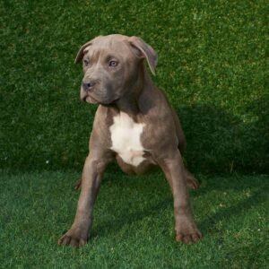 Moon American Pitbull Terrier