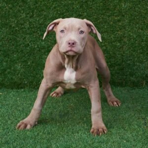 Night American Pitbull Terrier