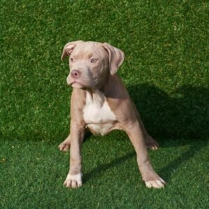 Nino American Pitbull Terrier