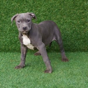Onea American Pitbull Terrier