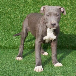 Redy American Pitbull Terrier