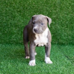 Riley American Pitbull Terrier