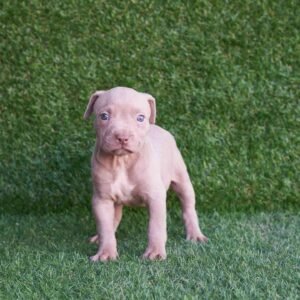 Rocky American Pitbull Terrier